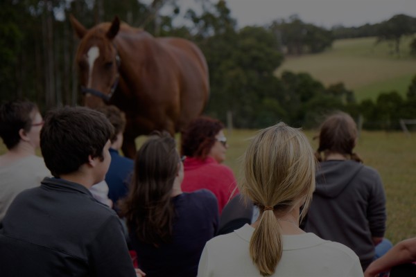 Inner Rhythm Connecting people to horses